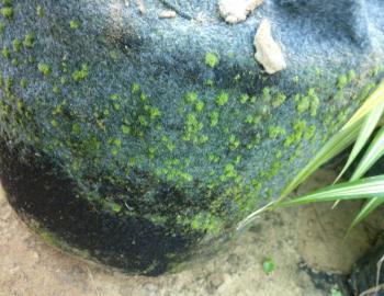 Microbiotic crusts are called cryptobiotic crusts when cryptogams like mosses start appearing in it.